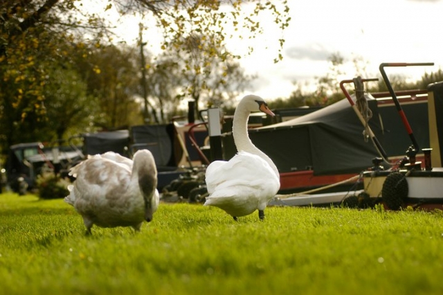  Disfruta de la naturaleza y el campo en un barco estrecho.